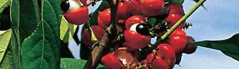 guarana